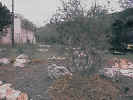 MonterreyBlueDalia_01.jpg (60439 bytes)